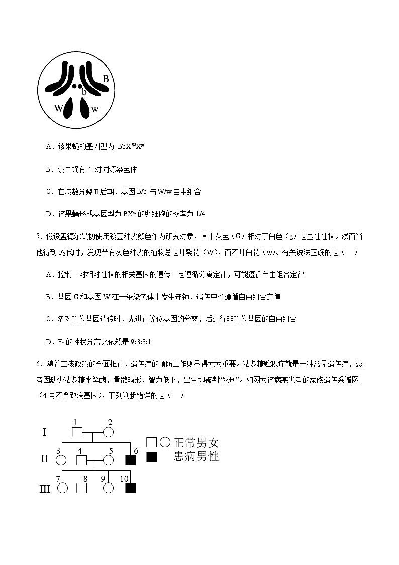四川省绵阳市东辰学校2025-2026学年高二上学期开学分班检测生物试卷（含答案）第2页
