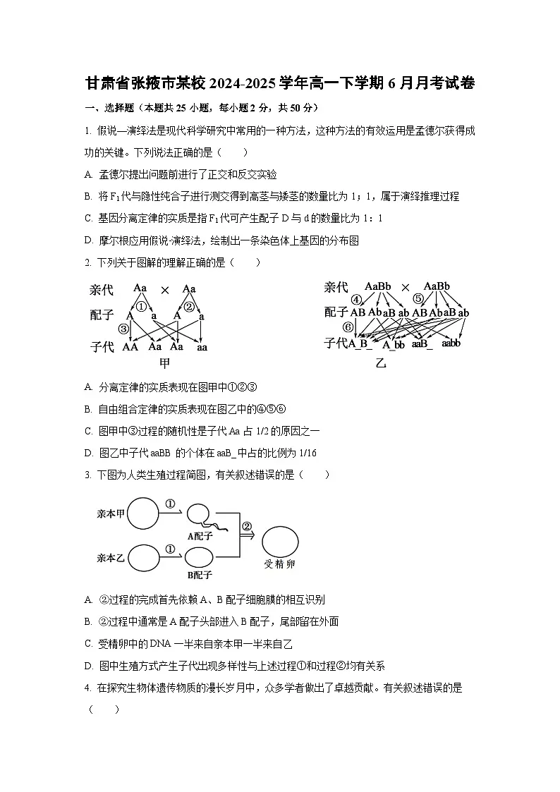 甘肃省张掖市某校2024-2025学年高一下学期6月月考生物试卷（学生版）第1页
