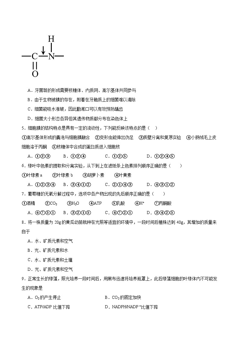 福建省厦门双十中学2024-2025学年高一上学期第二次12月月考生物试卷（Word版附答案）第2页