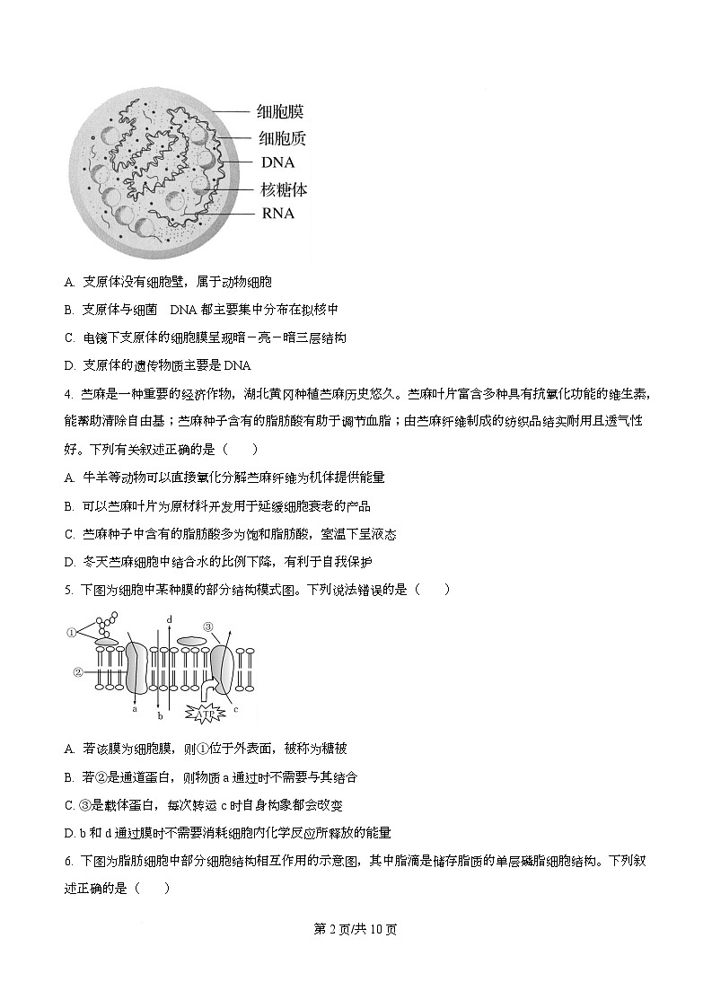 2026届湖北省黄冈市高三九月调研考试生物试题 Word版无答案第2页