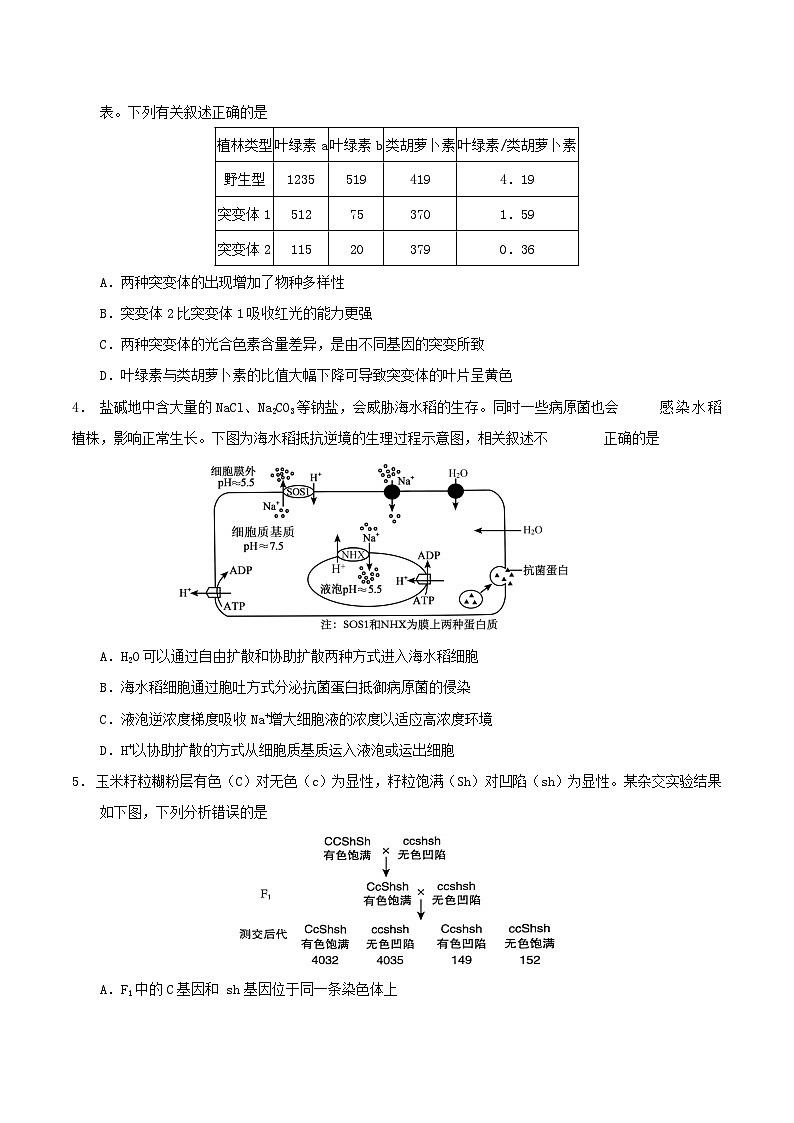 云南省玉溪第一中学2026届高三上学期适应性测试（四）生物 Word版含答案含答案解析第2页