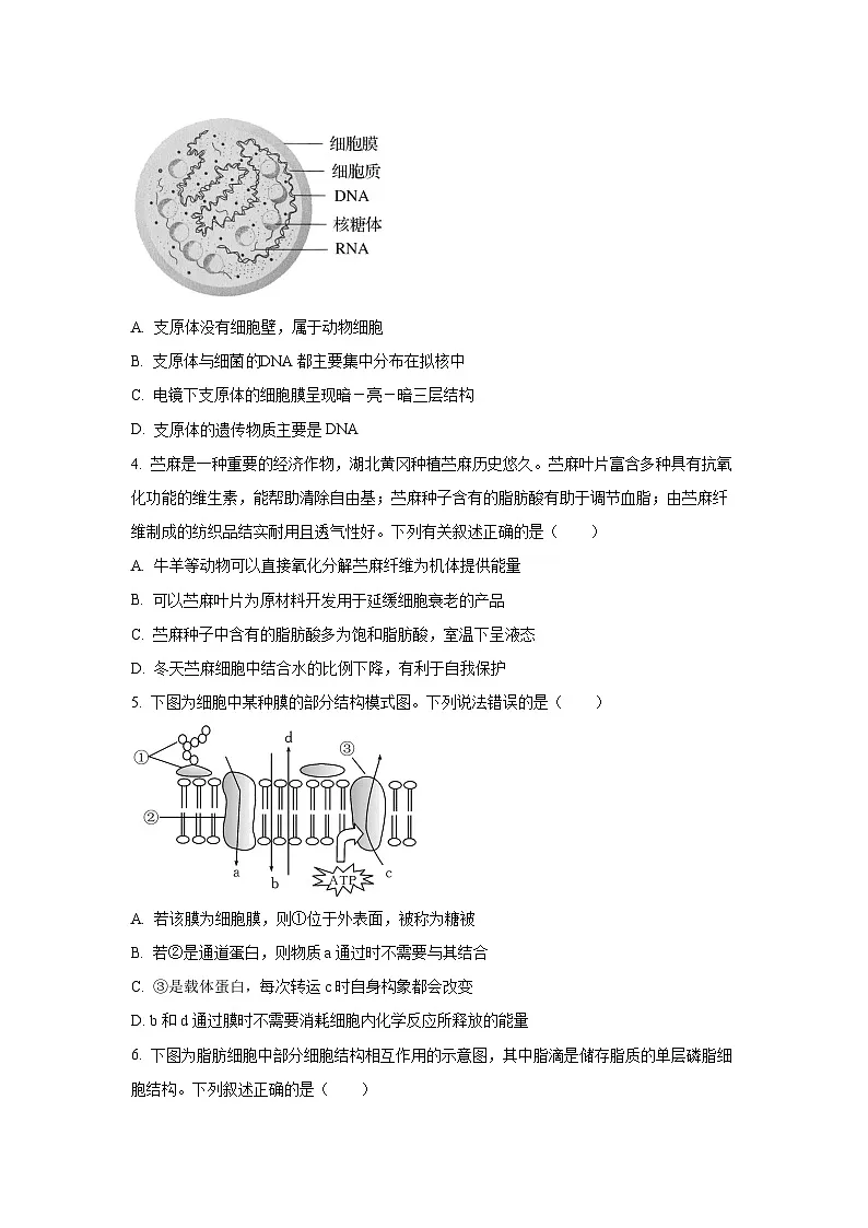 湖北省黄冈市2026届高三上九月调研考试生物试卷（学生版）第2页