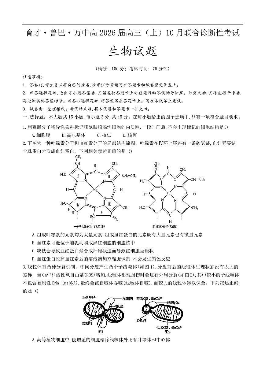 生物-重庆育才中学、巴蜀中学、万州高级中学高2026届高三上学期10月联合考试试题及答案第1页