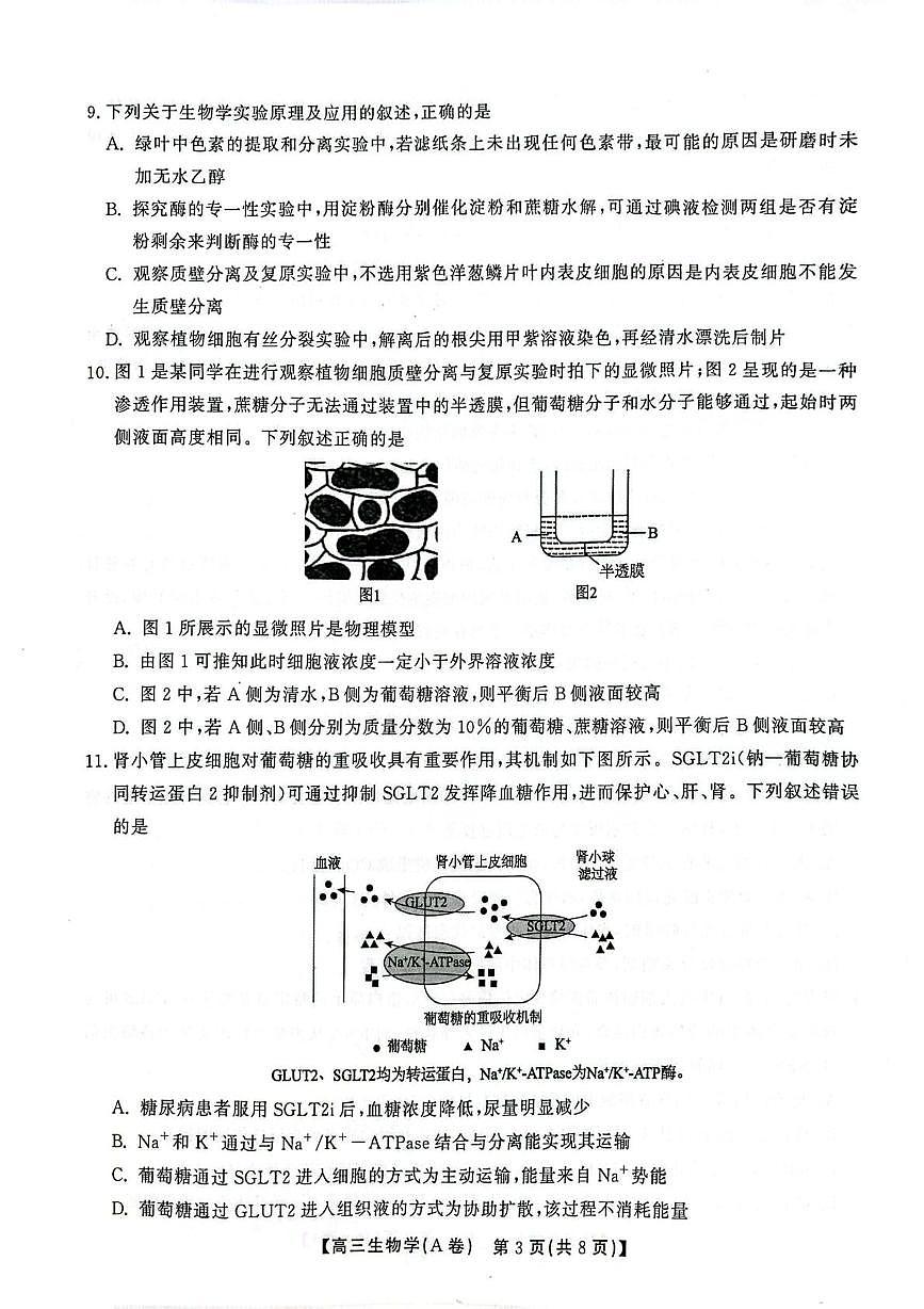 安徽省鼎尖名校大联考2025-2026学年高三上学期10月月考生物试题A第3页