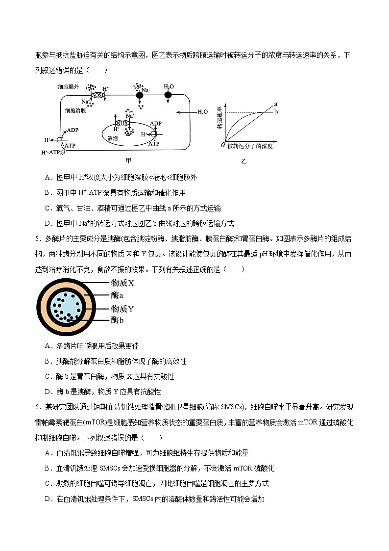 重庆市西南大学附属中学2025-2026学年高三上学期10月月考生物试卷（Word版附答案）第2页