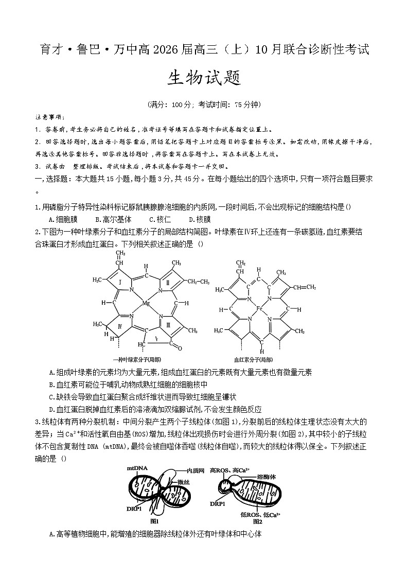 重庆育才中学、鲁能巴蜀中学、万州高级中学2026届高三上学期10月联合考试生物试卷（Word版附答案）第1页