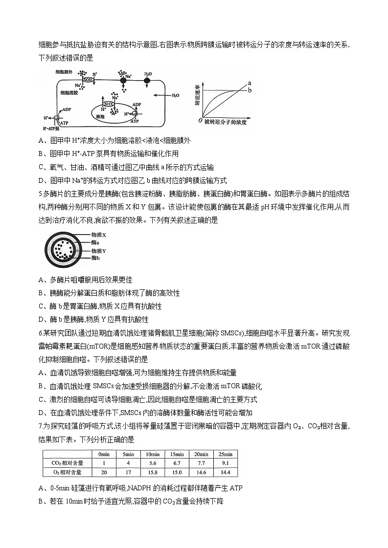 重庆市西南大学附属中学2025-2026学年高三上学期10月月考试题 生物 Word版无答案第2页