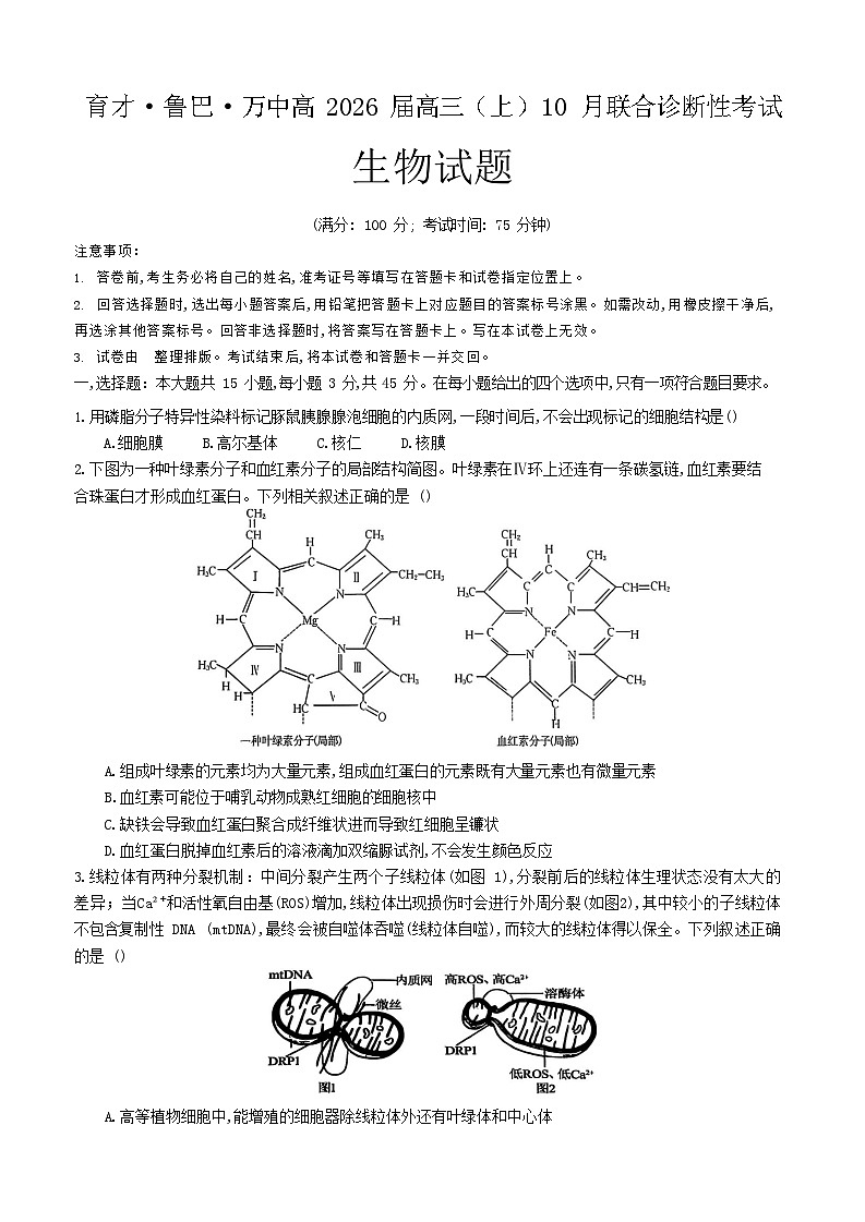 重庆育才中学、鲁能巴蜀中学、万州高级中学高2026届高三上学期10月联合考试生物试卷第1页