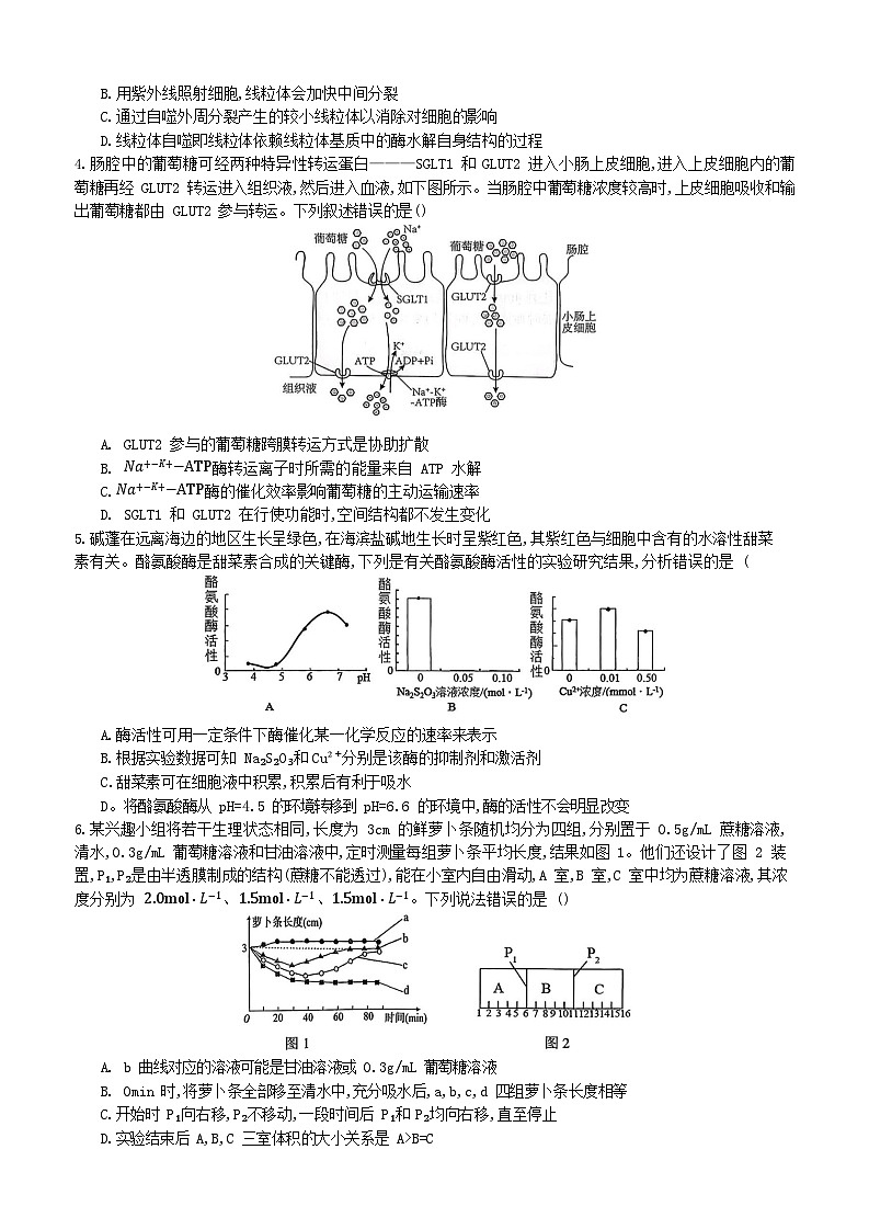 重庆育才中学、鲁能巴蜀中学、万州高级中学高2026届高三上学期10月联合考试生物试卷第2页