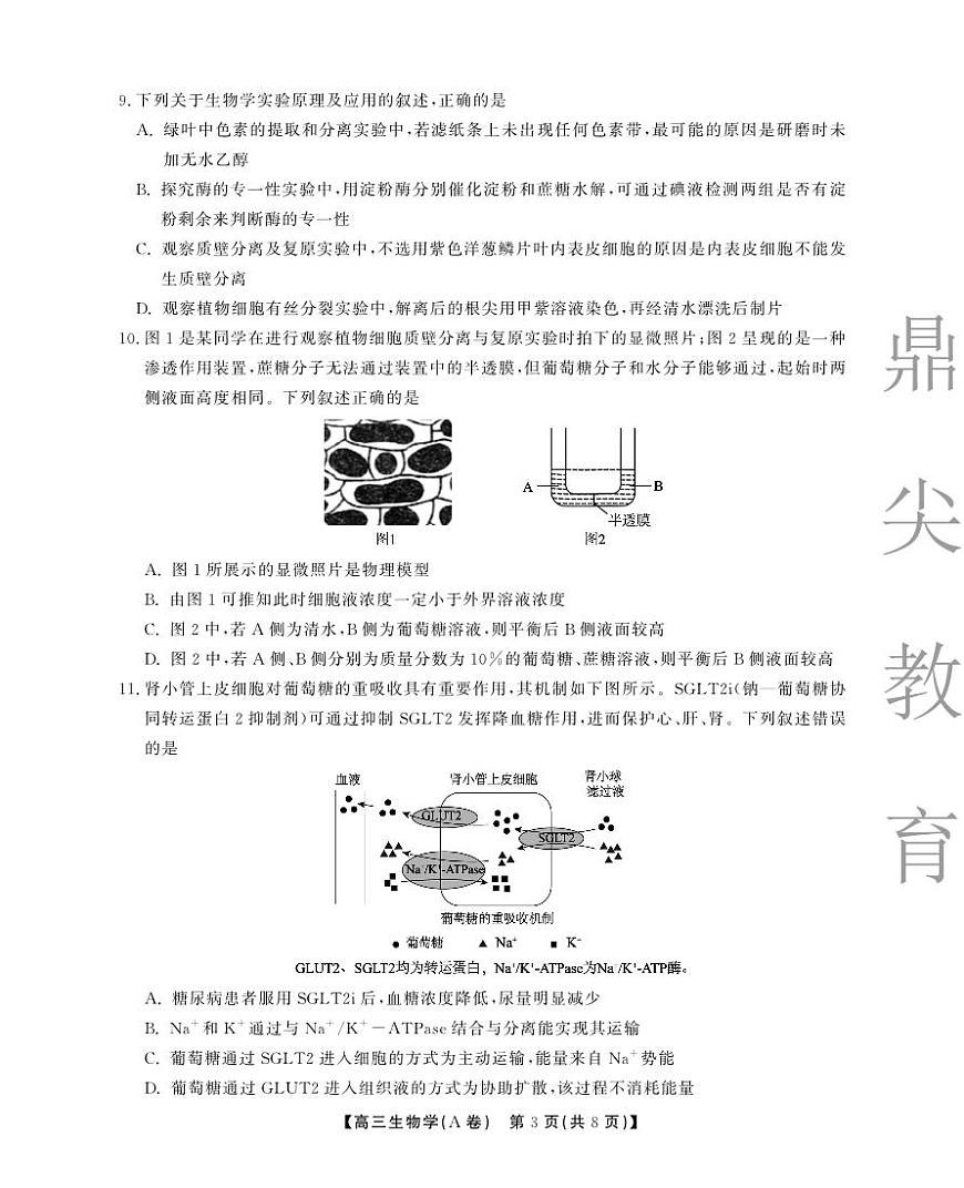 2025-2026学年鼎尖名校大联考+生物(A)第3页