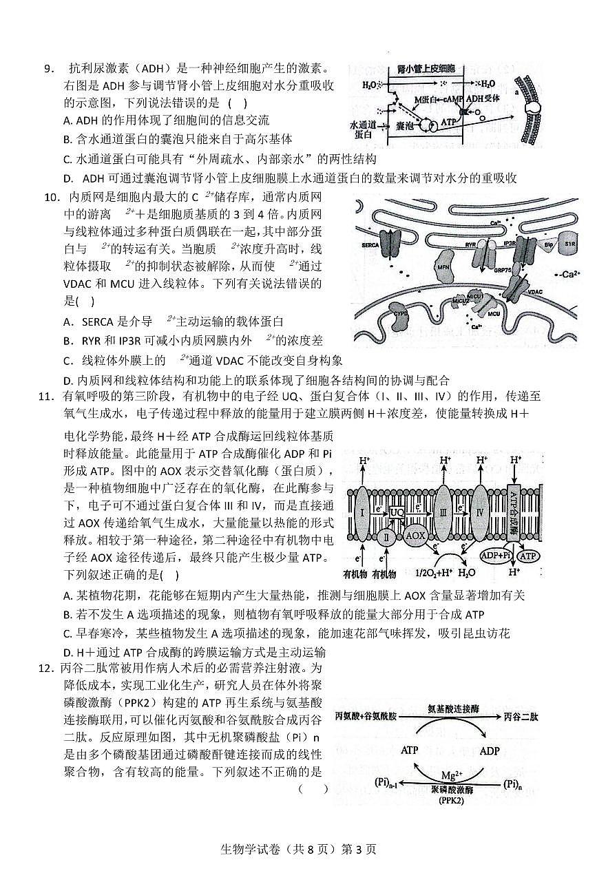 【新八校】高三生物试卷第3页