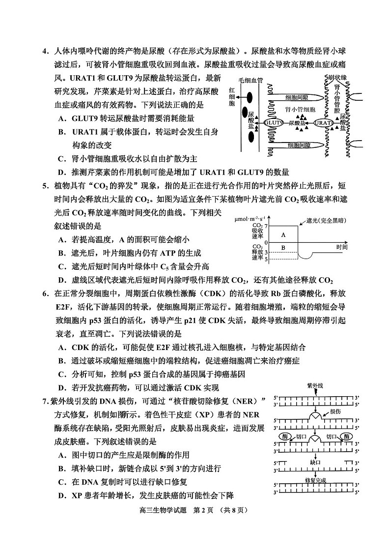 吉林省吉林市普通中学2025届高三上学期第二次调研测试-生物试卷（含答案）第2页