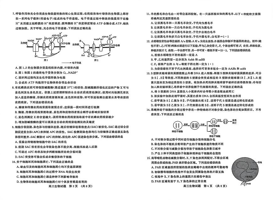 生物试题-山东名校考试联盟2025年10月高三年级阶段性检测第2页