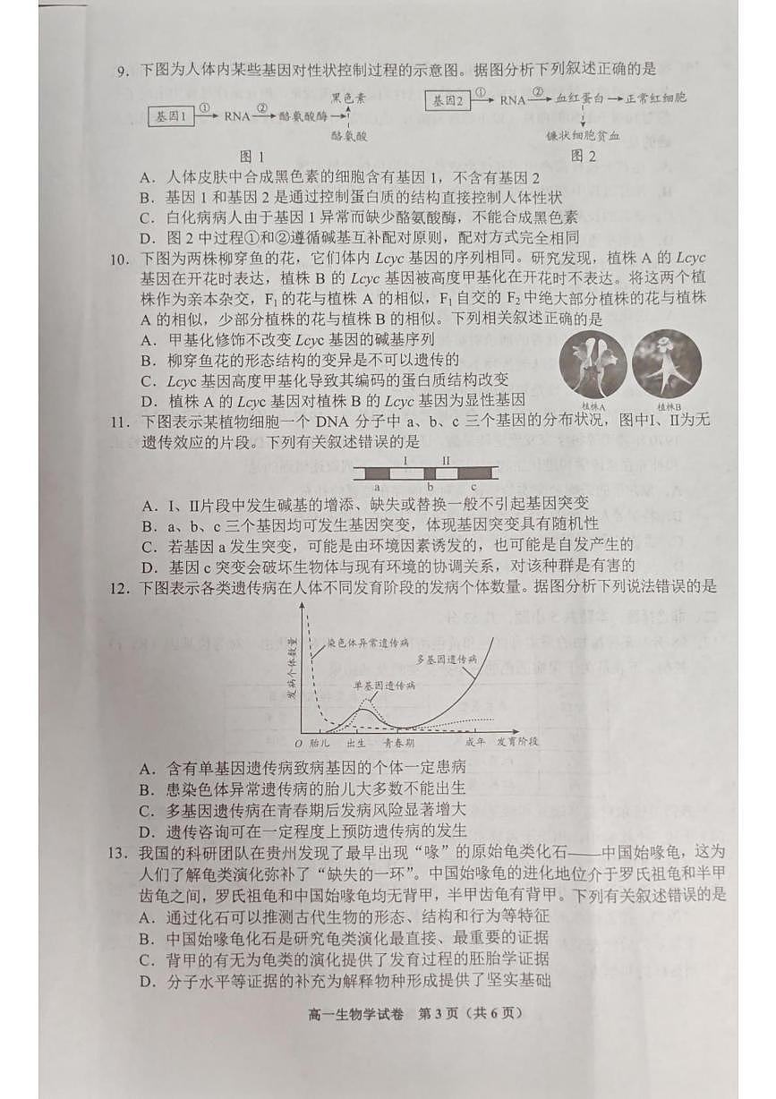 贵州省贵阳市普通高中2024-2025学年高一下学期期末考试生物试卷+答案第3页