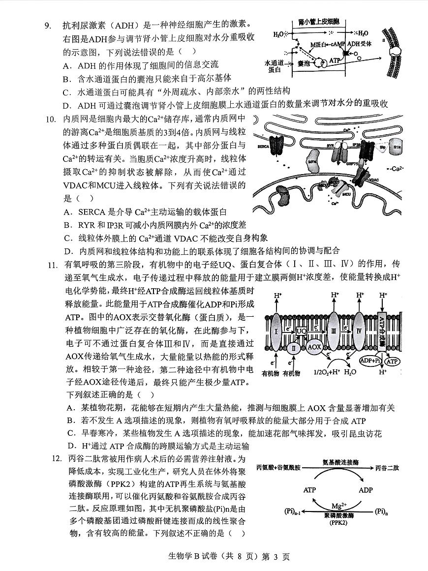 湖北省“新八校”协作体2025-2026学年度上学期高三10月月考生物第3页