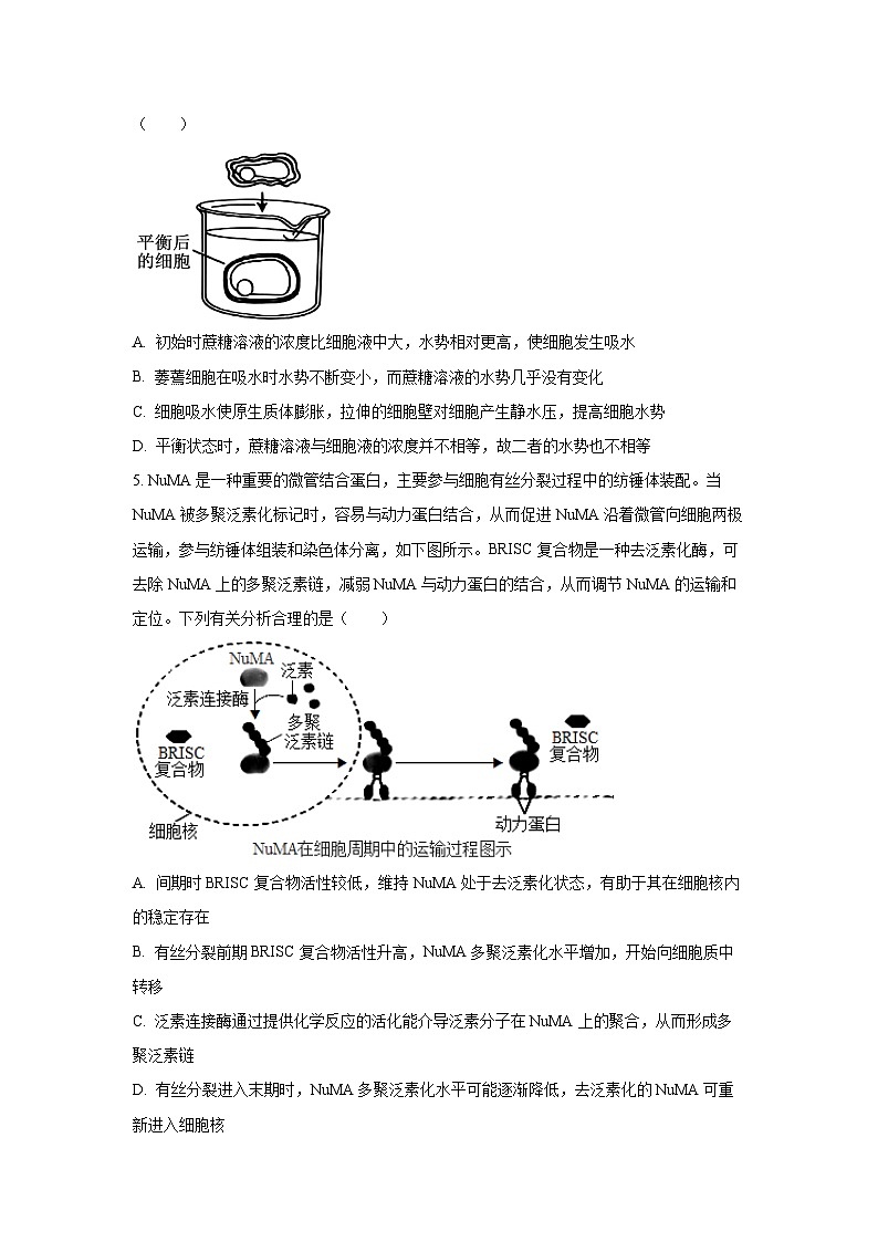 四川省巴中市2026届高三一模生物试卷（学生版）第2页