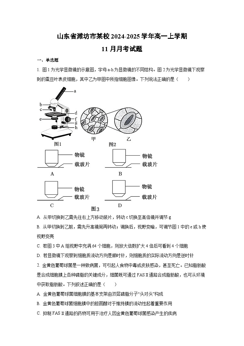 山东省潍坊市某校2024-2025学年高一上学期11月月考生物试卷（学生版）第1页