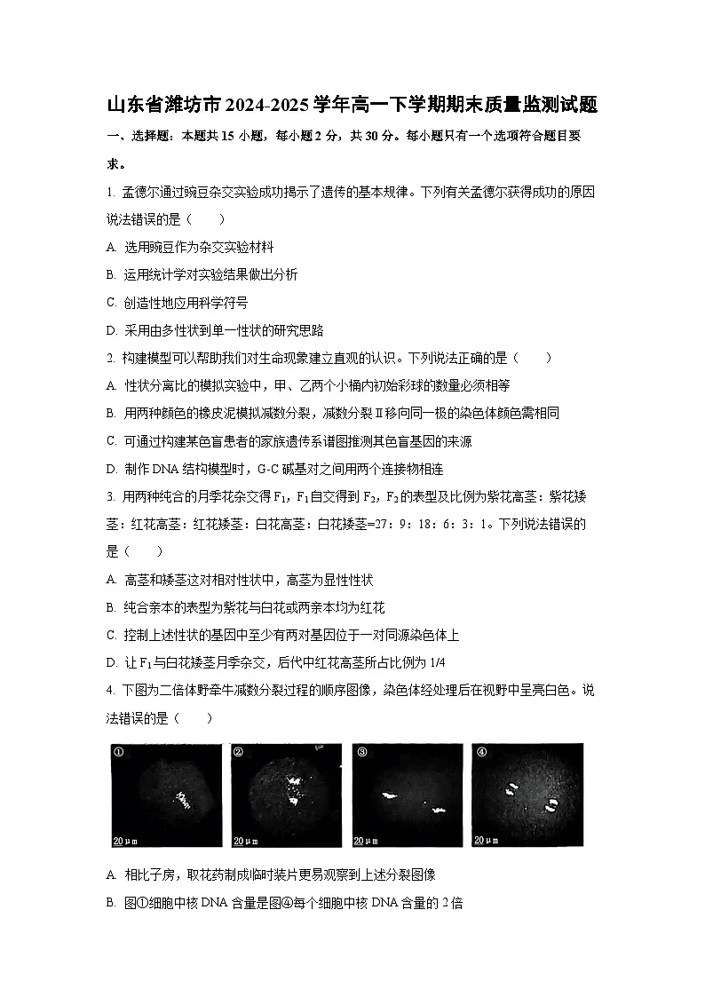【生物】山东省潍坊市2024-2025学年高一下学期期末质量监测试题 （学生版）第1页