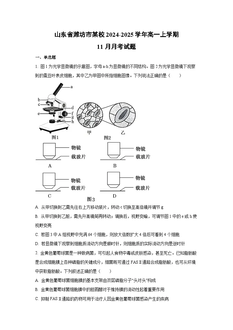 【生物】山东省潍坊市某校2024-2025学年高一上学期11月月考试题（学生版）第1页