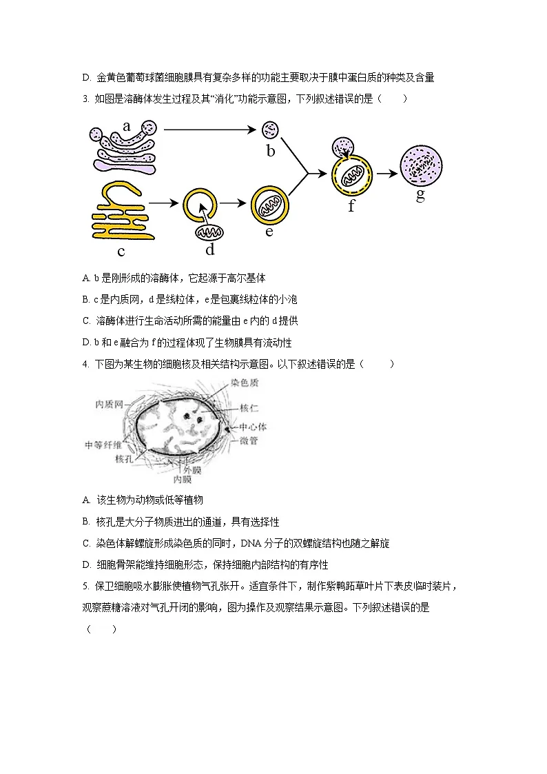 【生物】山东省潍坊市某校2024-2025学年高一上学期11月月考试题（学生版）第2页