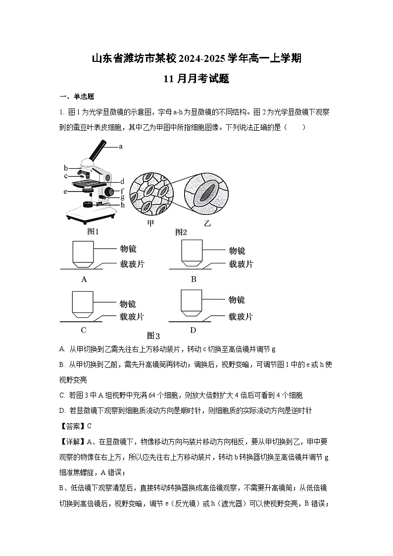 【生物】山东省潍坊市某校2024-2025学年高一上学期11月月考试题（解析版）第1页