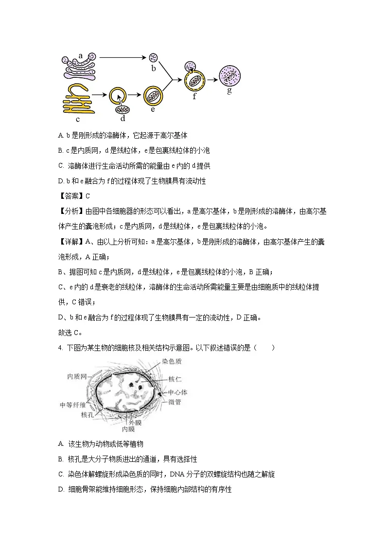 【生物】山东省潍坊市某校2024-2025学年高一上学期11月月考试题（解析版）第3页