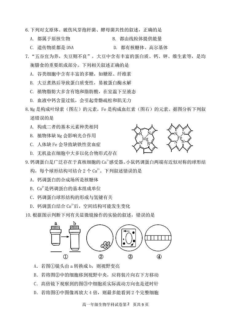 辽宁省沈阳市东北育才学校2025-2026学年第一学期高一生物10月月考试卷（含答案）第2页