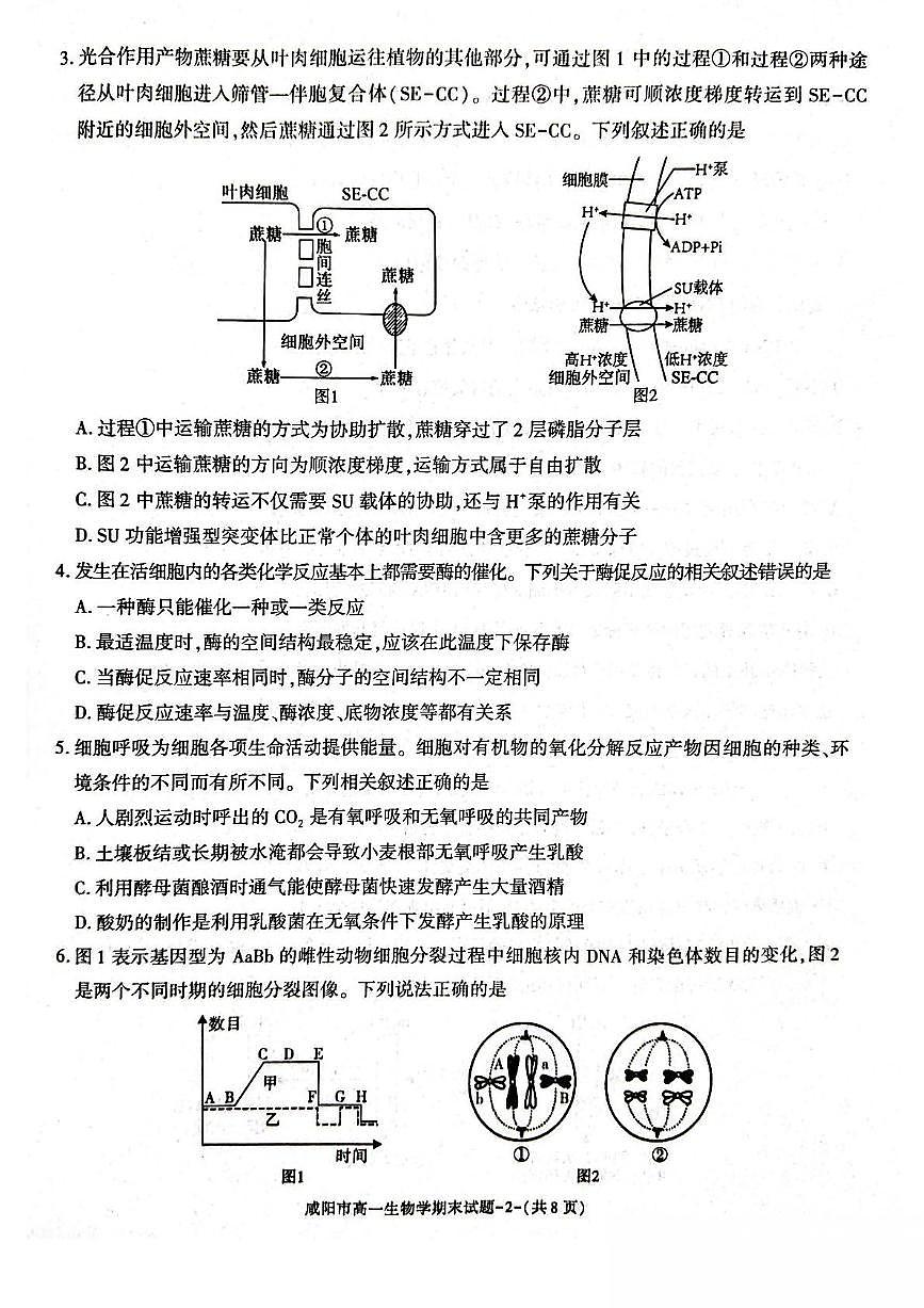 陕西省咸阳市2024-2025学年高一下学期期末质量检测生物试卷（有答案）第2页