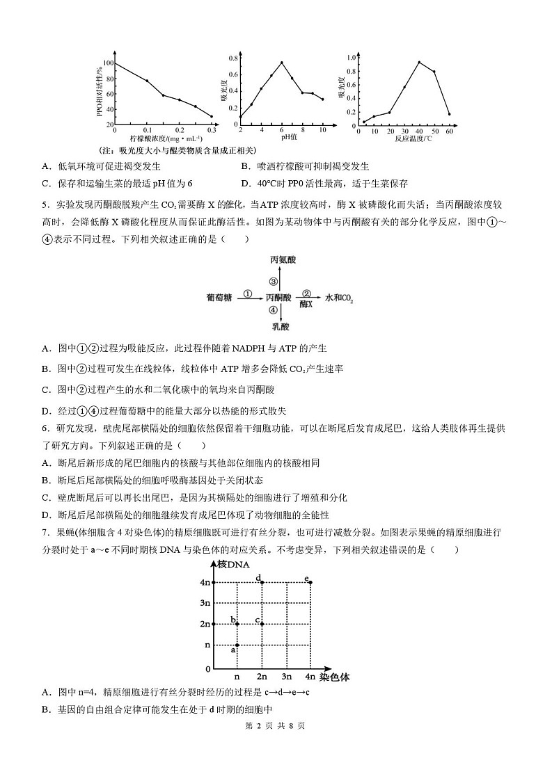 四川省成都市石室中学2025-2026学年高三上学期10月月考生物试卷第2页