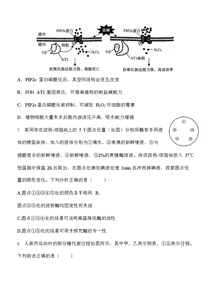 陕西省西安中学2026届高三上学期10月月考考试 生物试卷第3页