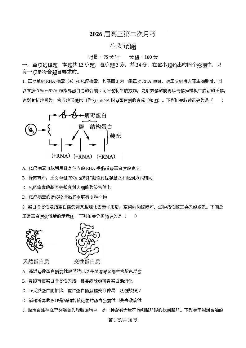 湖南省衡阳市第八中学2026届高三上学期10月月考生物试题（原卷版）第1页