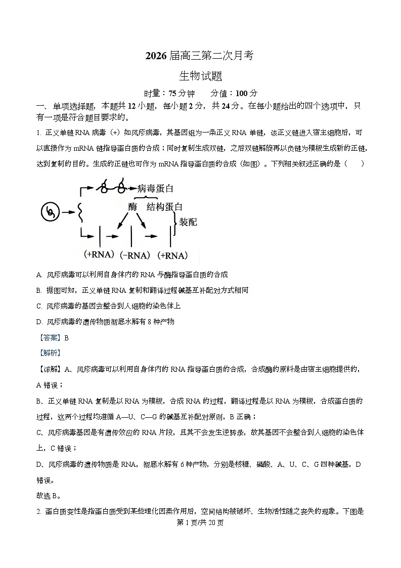 湖南省衡阳市第八中学2026届高三上学期10月月考生物试题 Word版含解析第1页