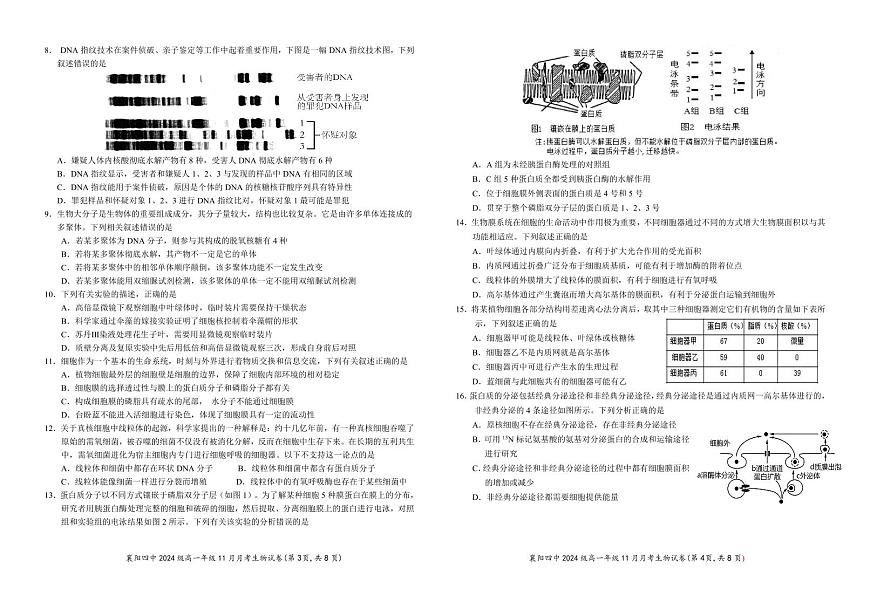湖北省襄阳市第四中学2024-2025学年高一上学期期中考试生物试题第2页