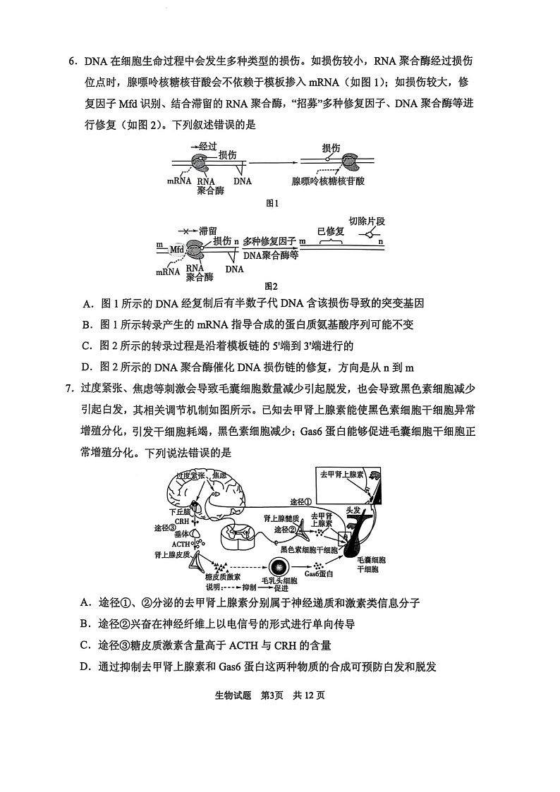 2025届山东省实验中学高三下学期第五次诊断3月一模-生物试题（含答案）第3页
