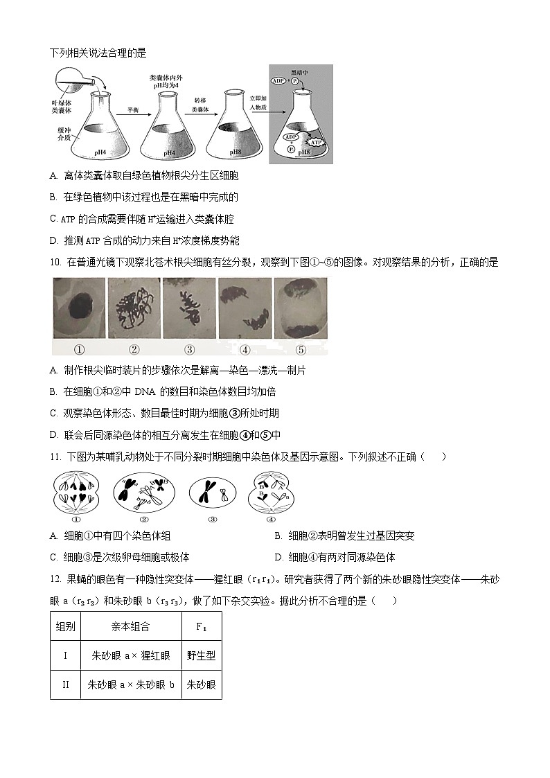 精品解析：北京市西城区北京市育才学校2025-2026学年高三上学期9月月考生物试题（原卷版）第3页
