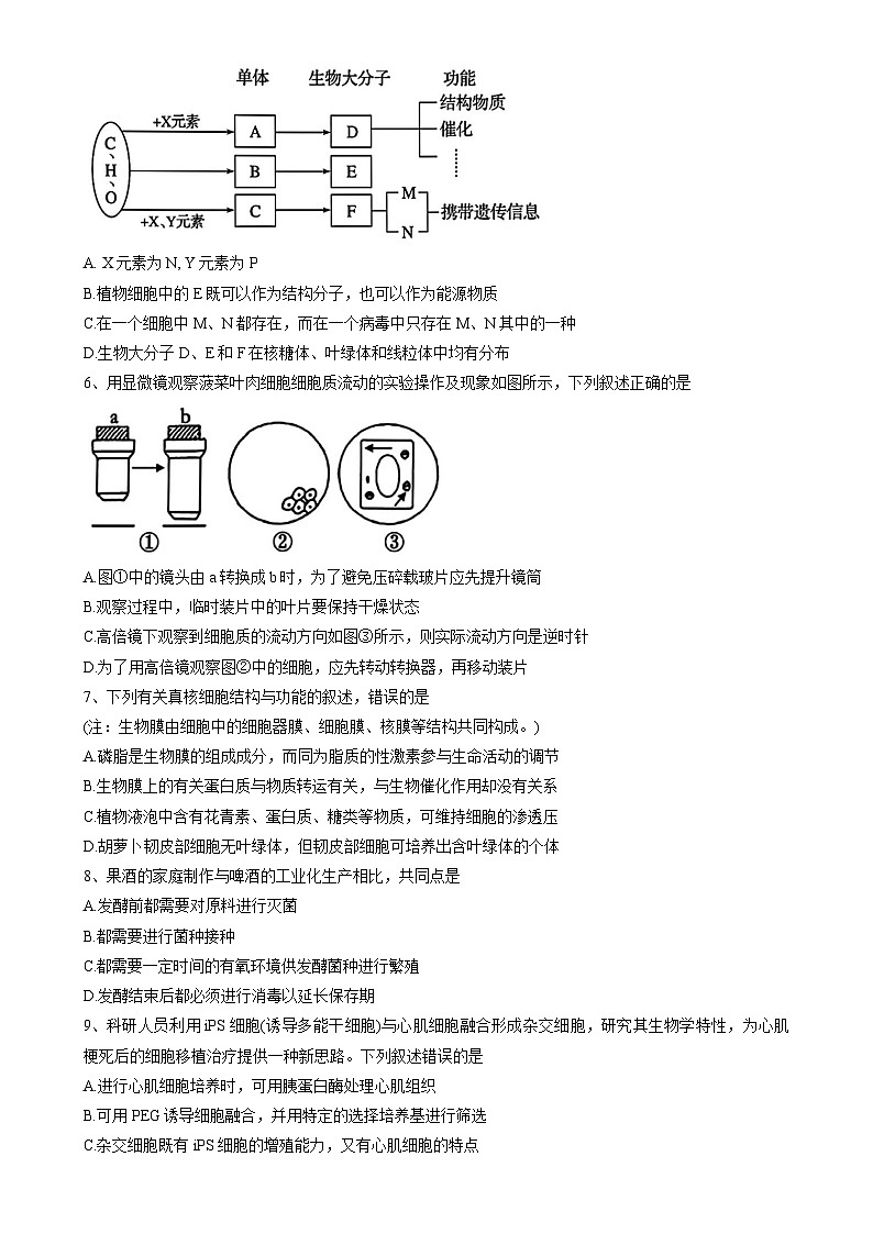 广东省东莞市七校联考2024-2025学年高二下学期期中生物试题-A4第2页