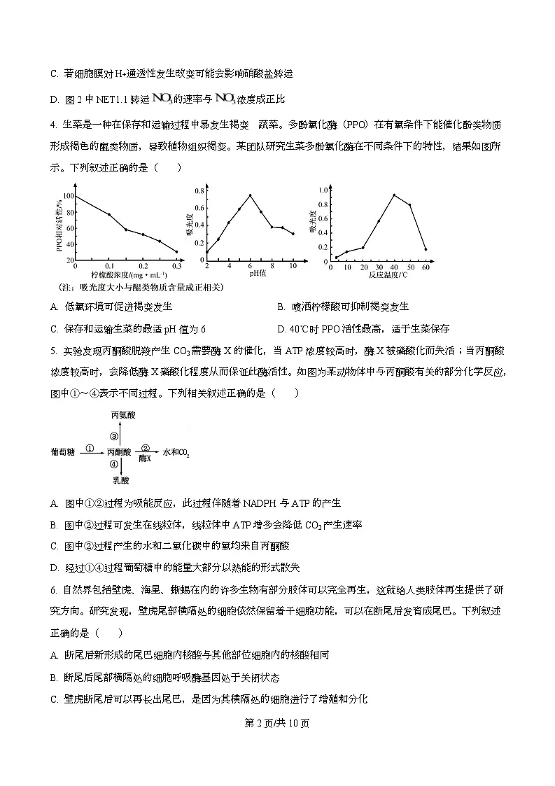 四川省成都石室中学2025-2026学年高三上学期10月月考生物试题 Word版无答案第2页
