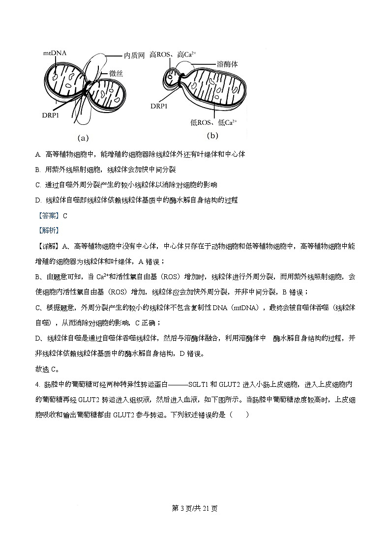 重庆市育才中学等三校2025-2026学年高三上学期10月诊断性考试生物试题  Word版含解析第3页