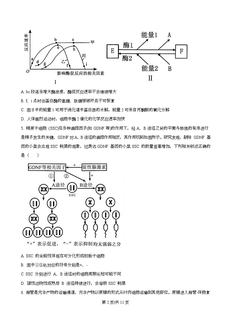 重庆市巴蜀中学2025-2026学年高三上学期9月适应性月考2生物试卷  Word版无答案第2页