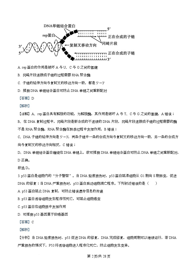 重庆市江北区重庆市第十八中学2025-2026学年高二上学期10月月考生物试题  Word版含解析第2页