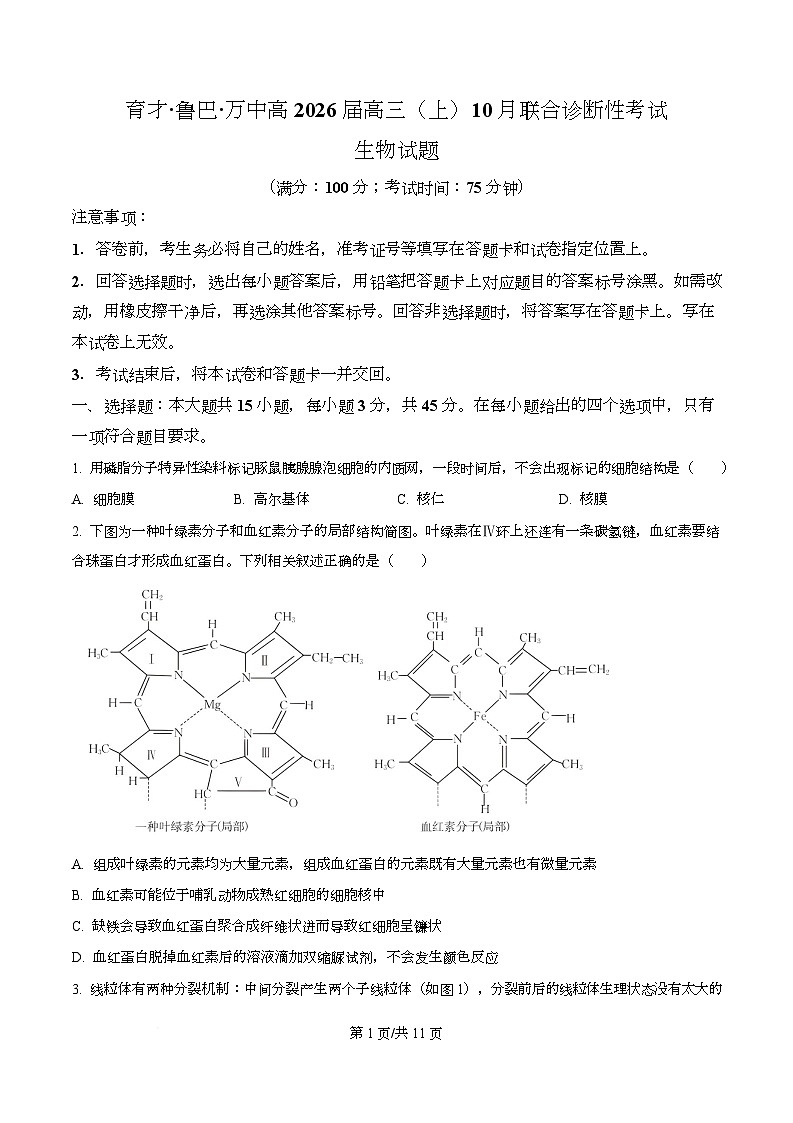 重庆市育才中学等三校2025-2026学年高三上学期10月诊断性考试生物试题  Word版无答案第1页