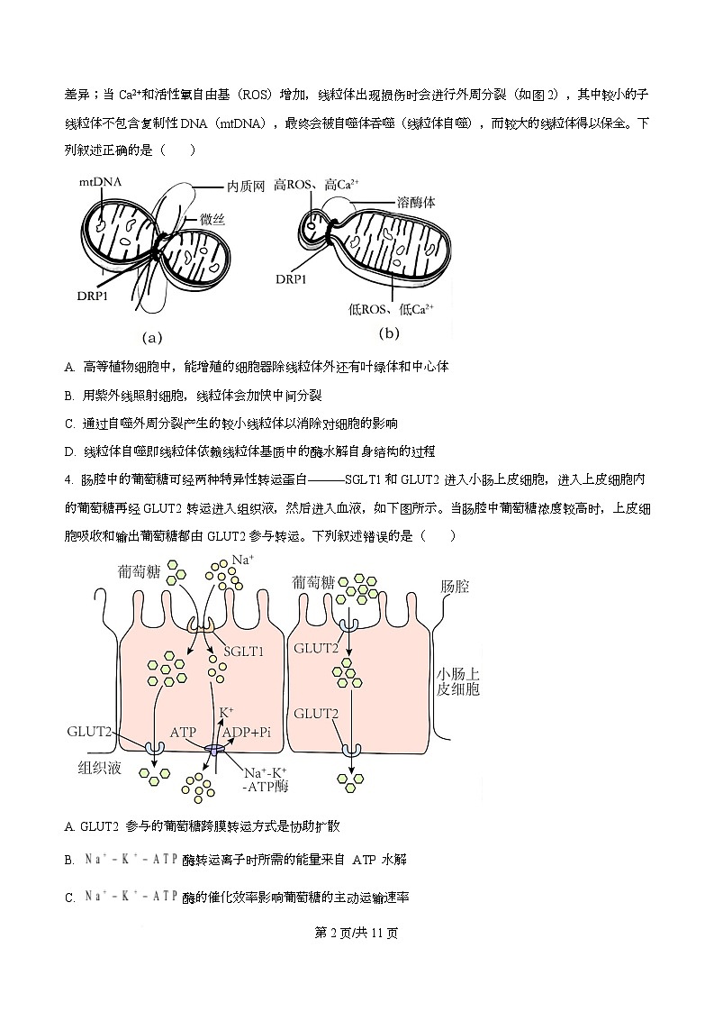 重庆市育才中学等三校2025-2026学年高三上学期10月诊断性考试生物试题  Word版无答案第2页
