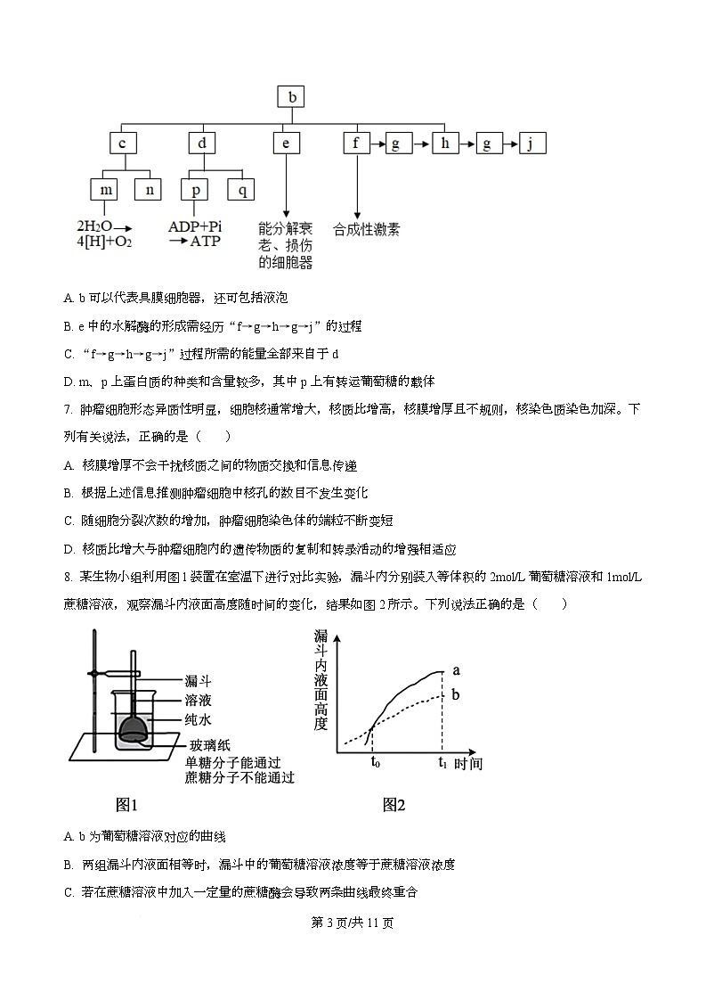 湖北省新八校协作体2026届高三上学期10月月考生物试题（原卷版）第3页