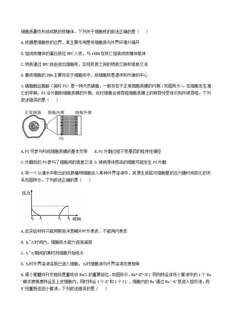 辽宁省实验中学2026届高三上学期10月第二次模拟生物试卷（含答案）第2页