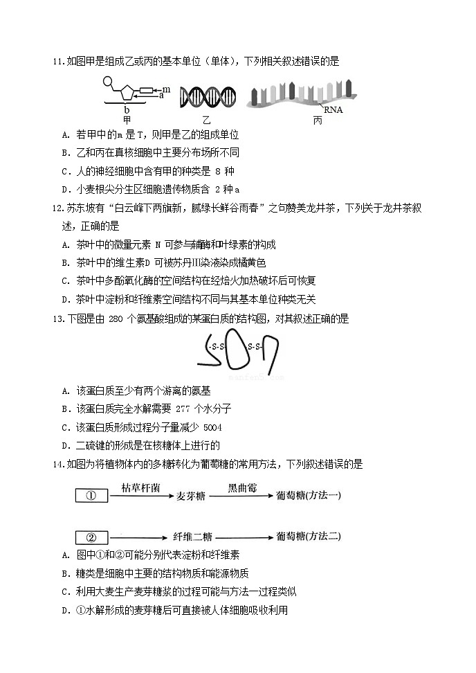 辽宁省东北育才高中2025 - 2026学年度上学期高一上学期10月考生物试卷第3页