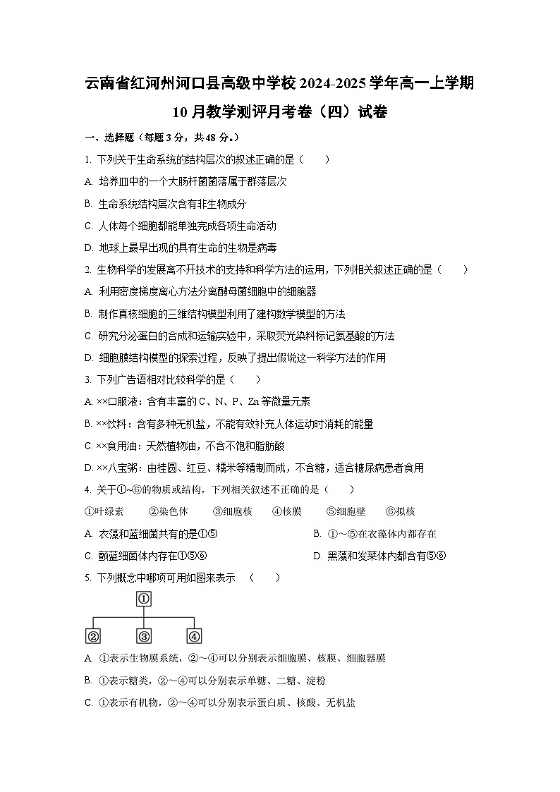 【生物】云南省红河州河口县高级中学校2024-2025学年高一上学期10月教学测评月考卷（四）试卷 （学生版）第1页