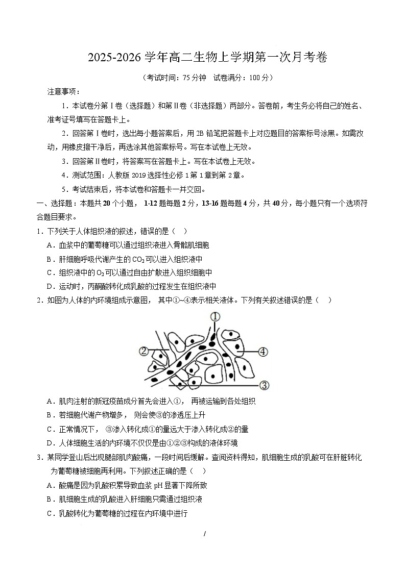 高二生物上学期第一次月考【测试范围：人教版2019选择性必修1第1章~第2章】（广东专用）（考试版）第1页