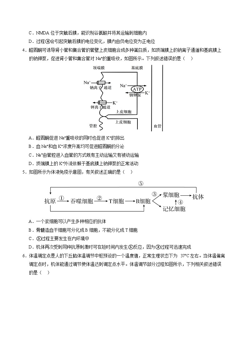 2025-2026学年高二生物期中模拟卷01【测试范围：人教版选必修1全本】（考试版）（新高考通用版）第2页