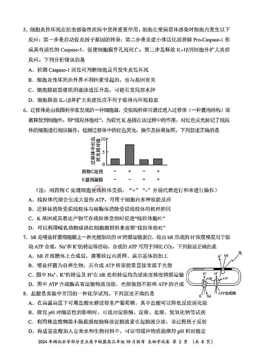 湖北省云学部分重点高中联盟2024-2025学年高二上学期10月联考生物试题第2页