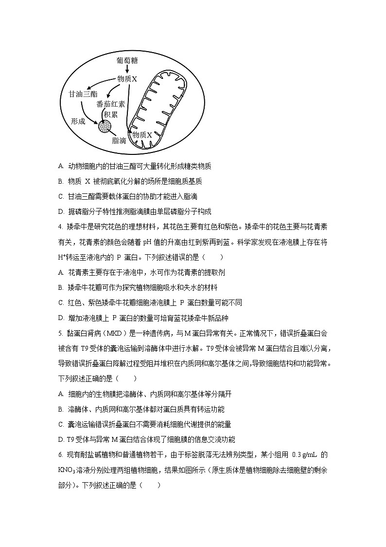 江西省2025-2026学年高三上学期10月月考生物试卷（学生版）第2页